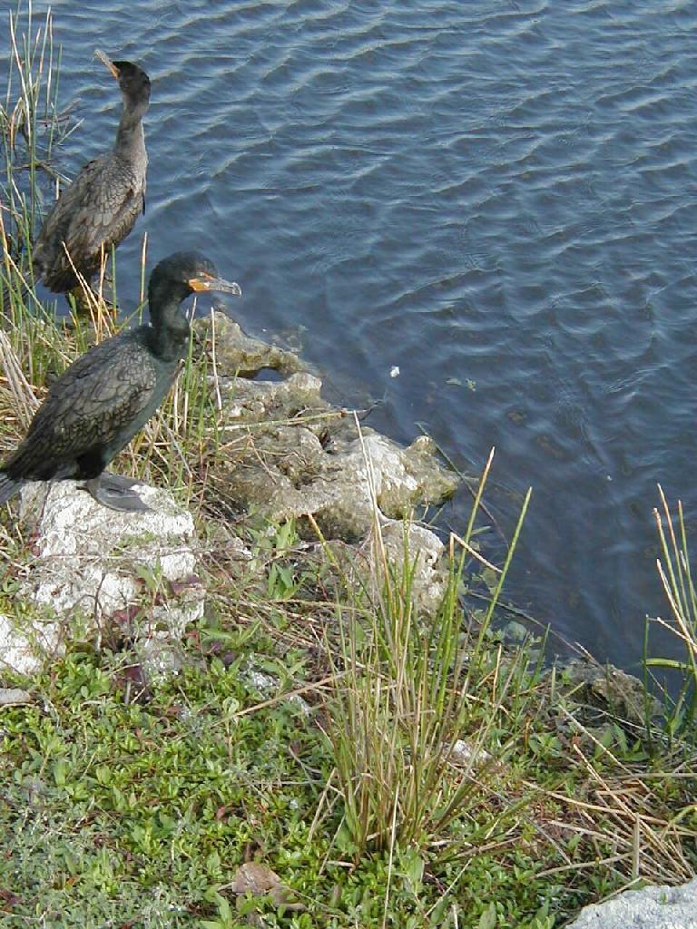 Comorants Pics4Learning