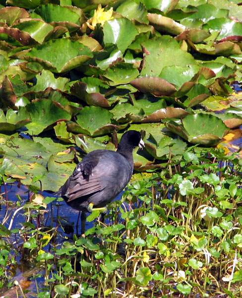 American coot | Pics4Learning