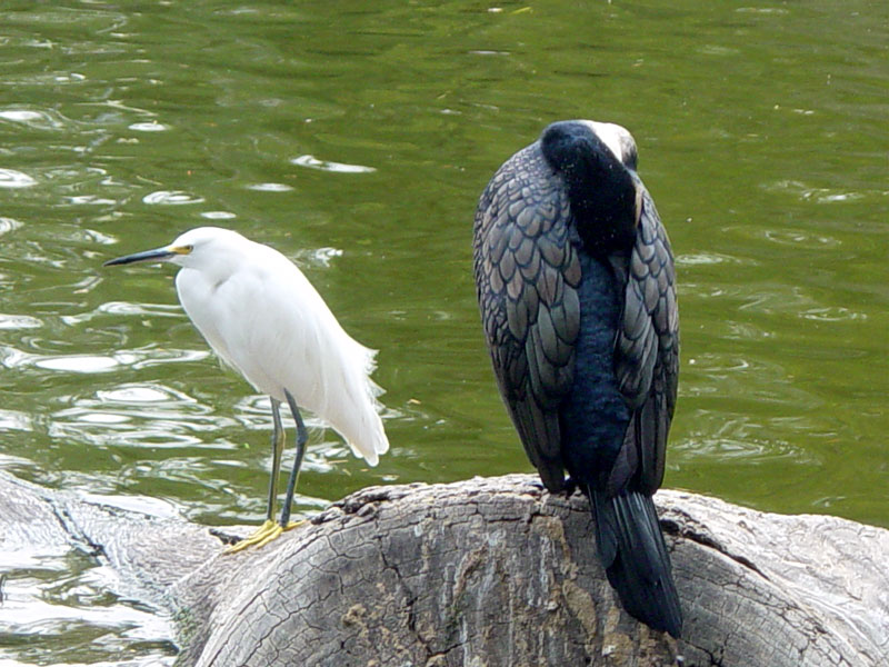 Egret and Cormorant Pics4Learning
