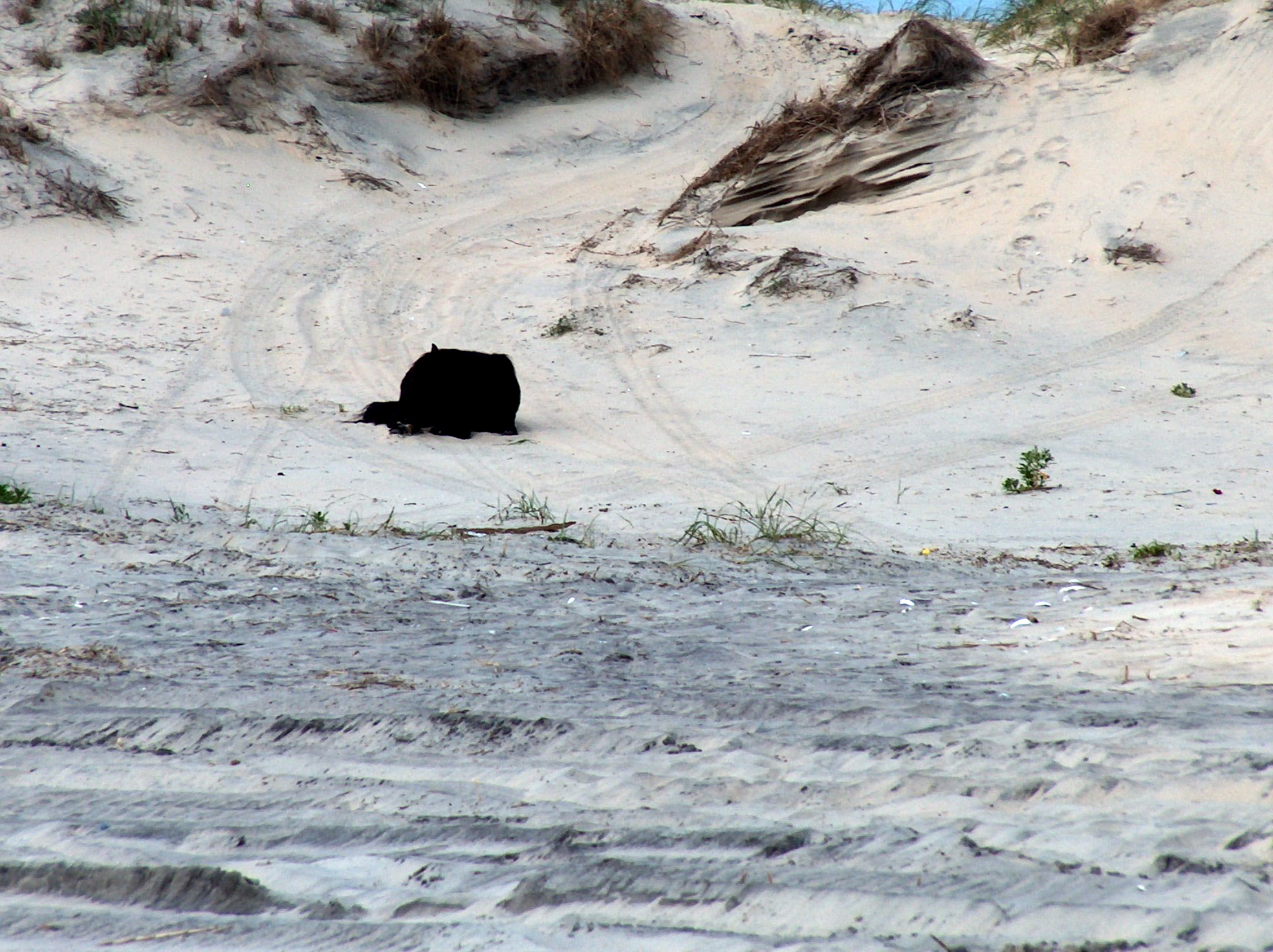 Wild Horses of Corolla | Pics4Learning