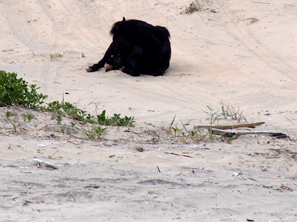 Wild Horses of Corolla | Pics4Learning