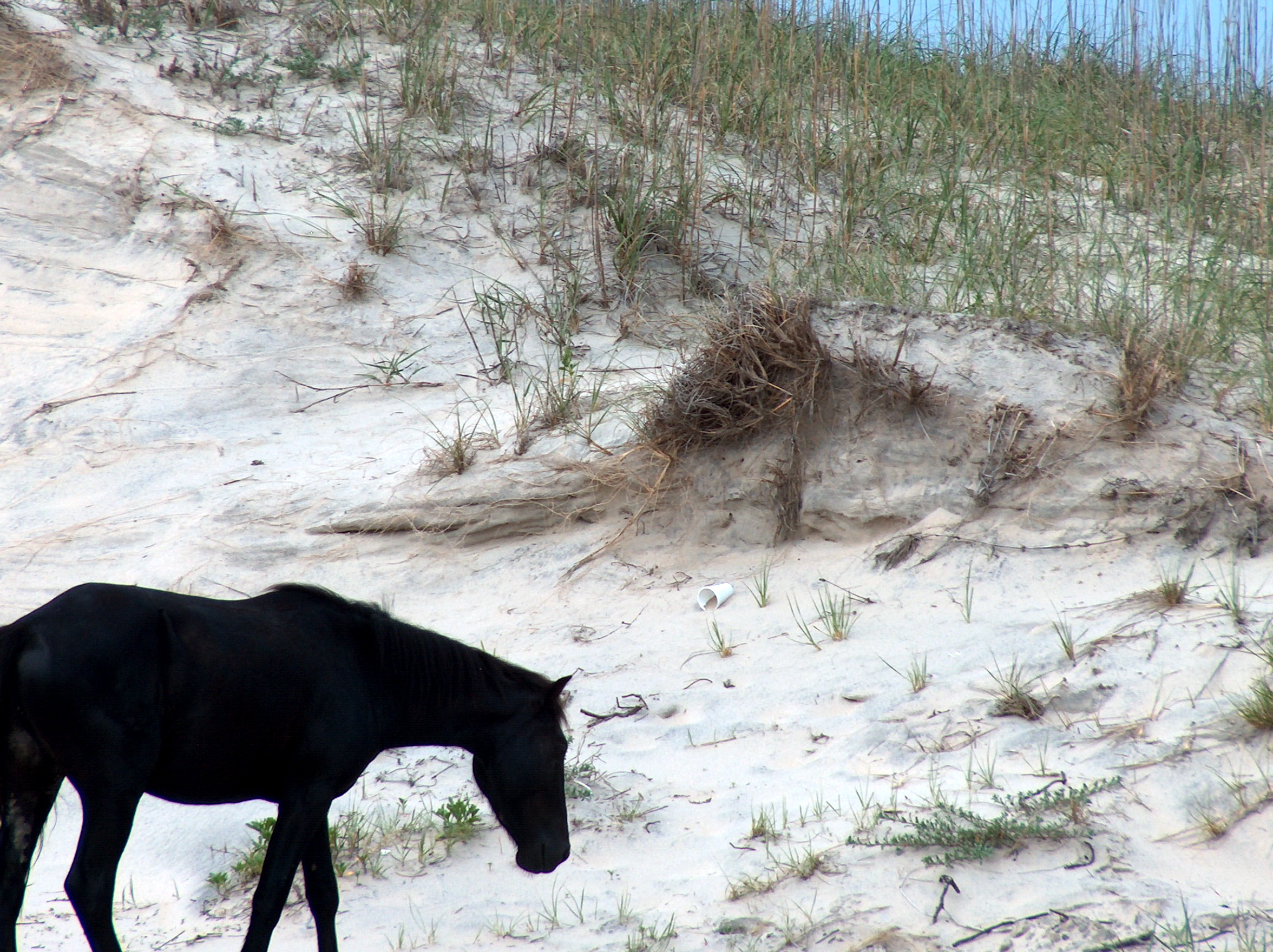 Wild Horses of Corolla | Pics4Learning