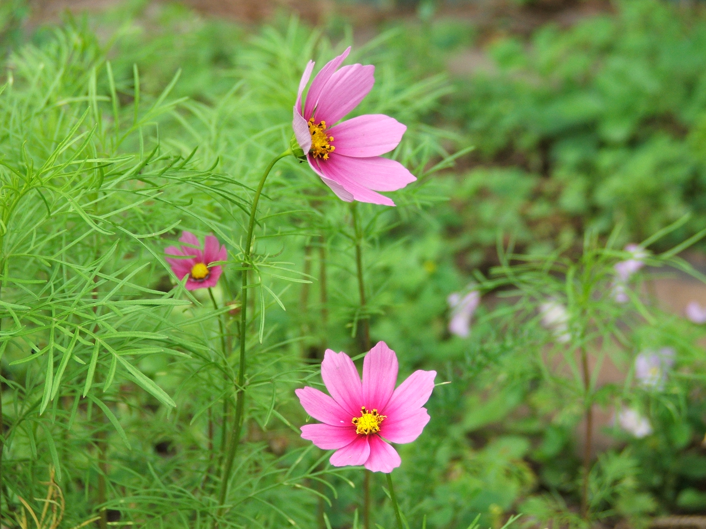 cosmos flowers | Pics4Learning