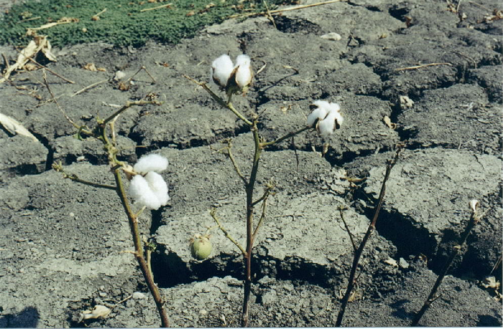 Cotton On Stalks Pics4Learning