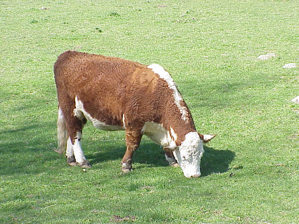 Cow | Pics4Learning