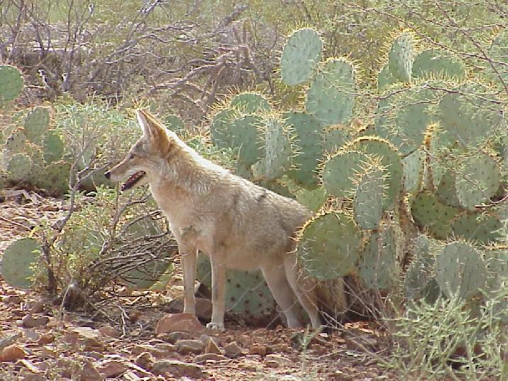 Spines and Shadows: The Enduring Saga of Cactus and Coyote in the American Desert