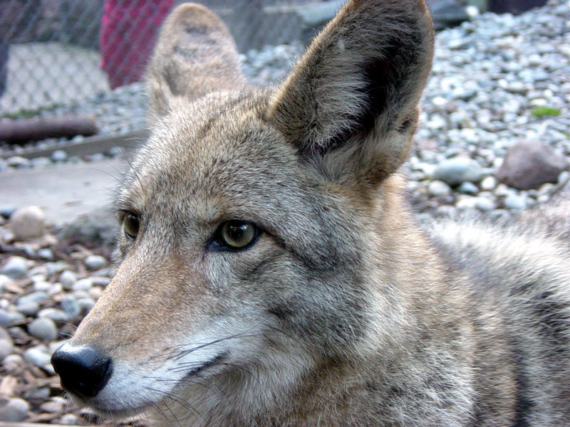 coyote images