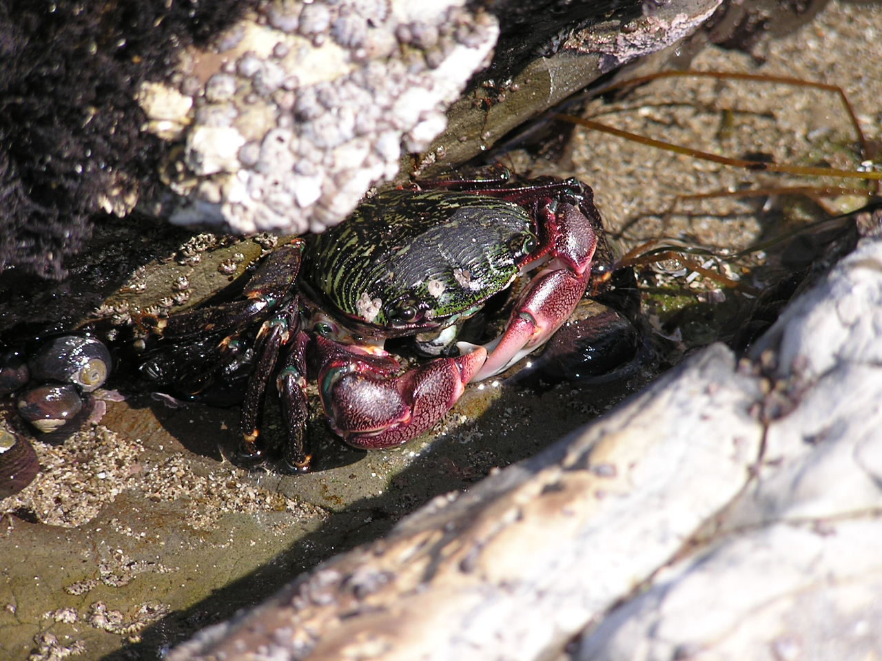 tide-pool-crab-pics4learning