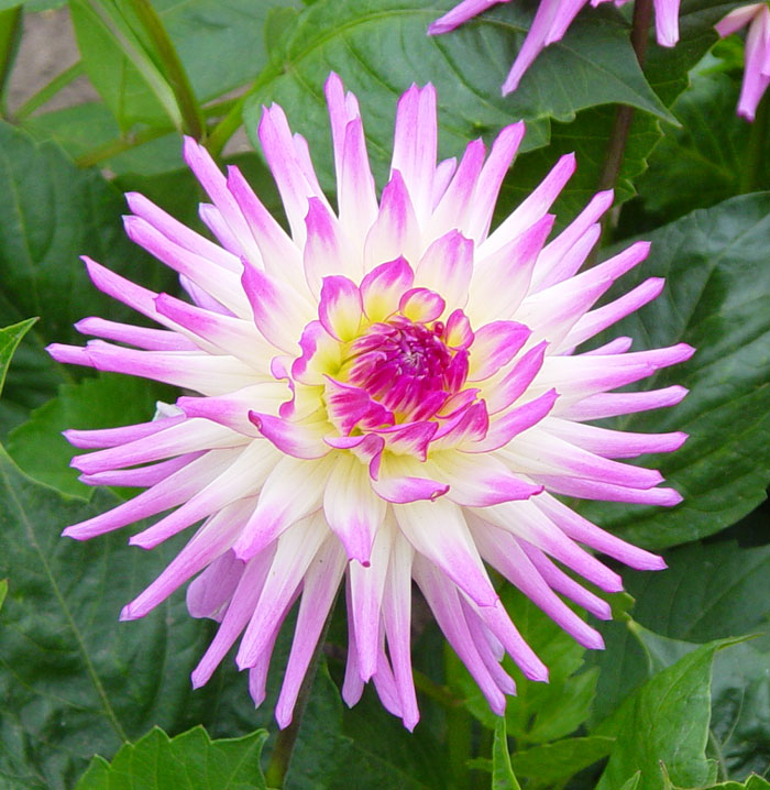 Dahlia Pics4Learning