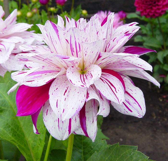 Dahlia | Pics4Learning