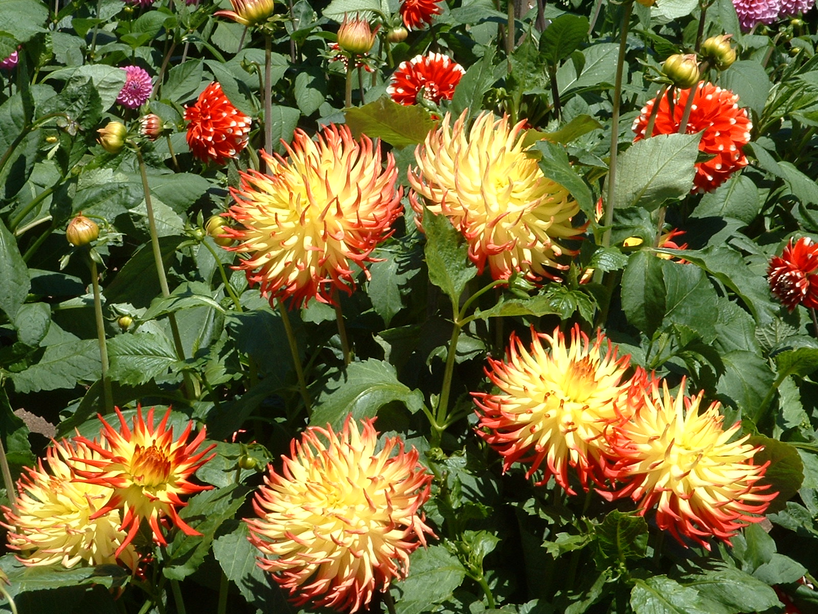 Beautiful dahlias | Pics4Learning