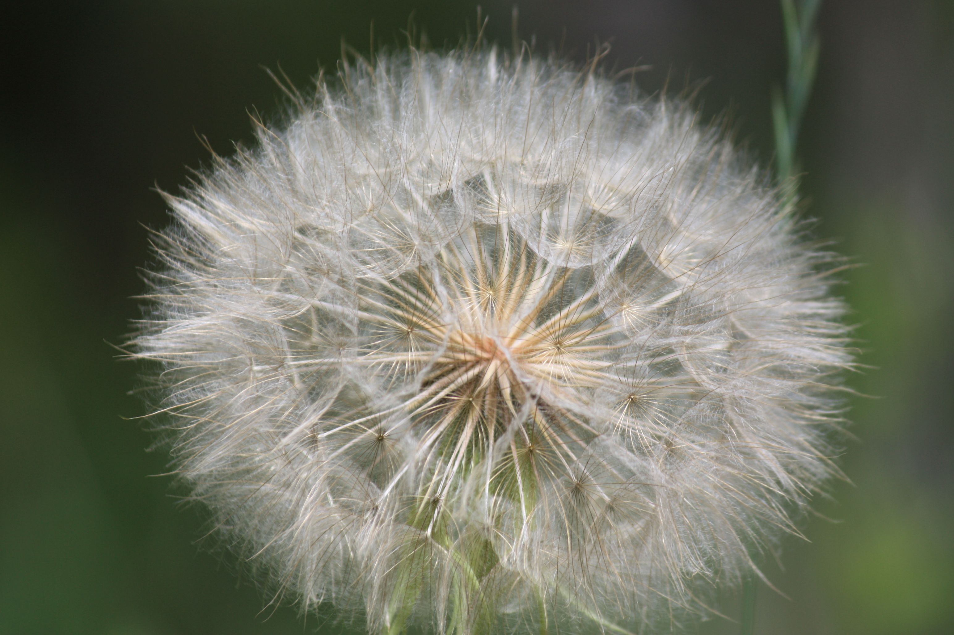 Dandelion что это