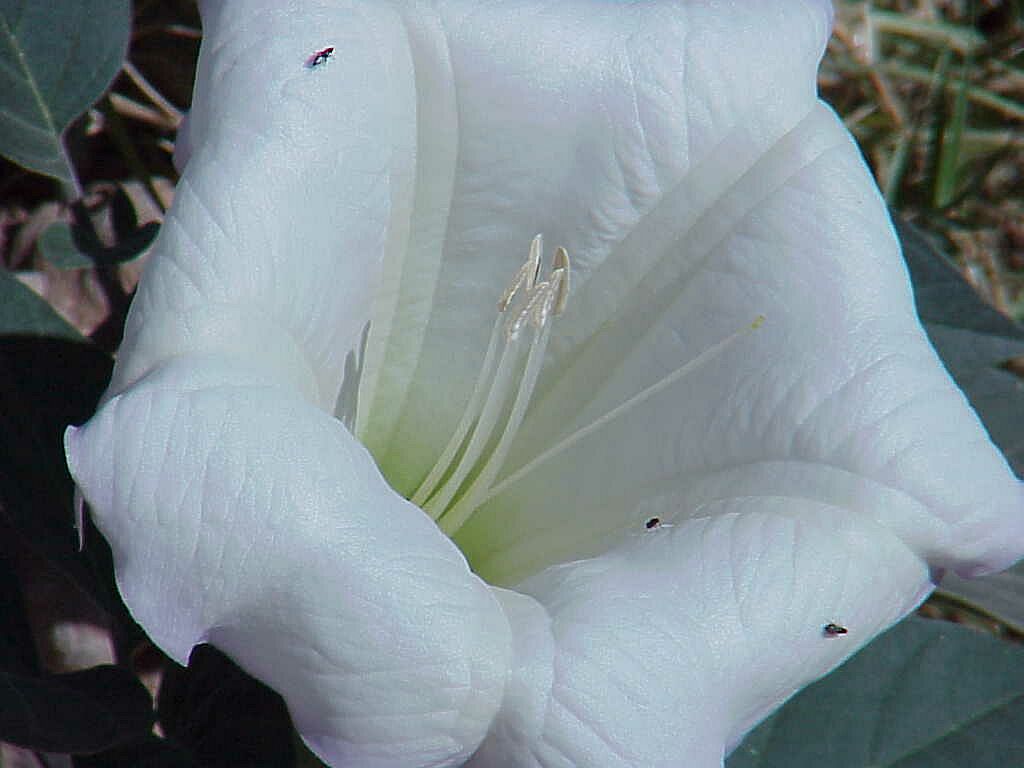Sacred Datura Flower Pics4Learning