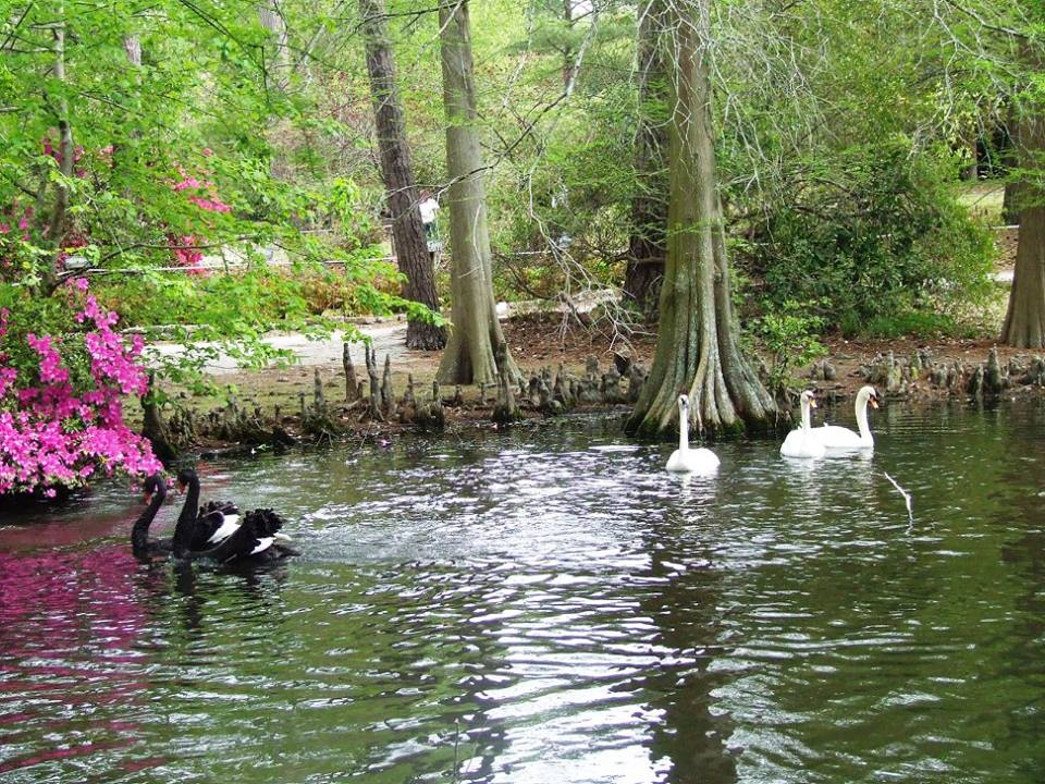 Swans at Swan Lake Pics4Learning