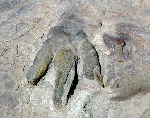 lily wilder dinosaur footprint