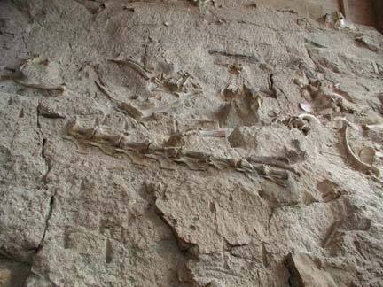 Dinosaur fossil wall | Pics4Learning