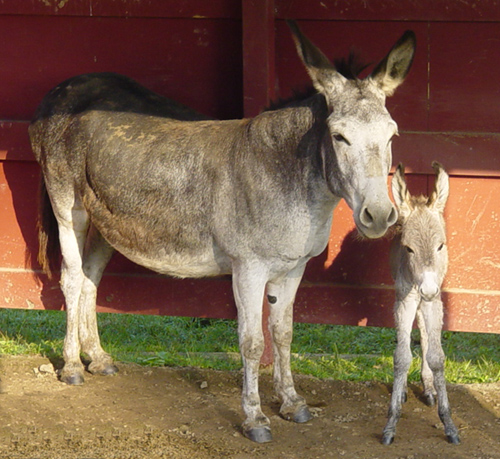 Donkeys at Oak Mountain State Park - baby is less than 12 hours old ...