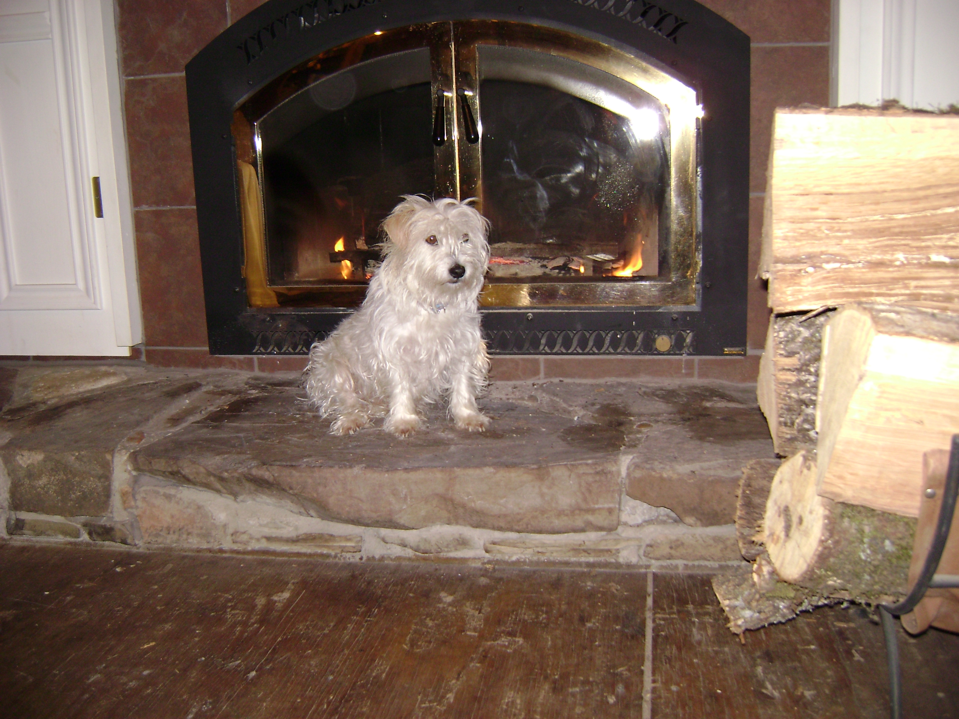 Dog In Front Of Fireplace Pics4learning Dog In Front Of Fireplace