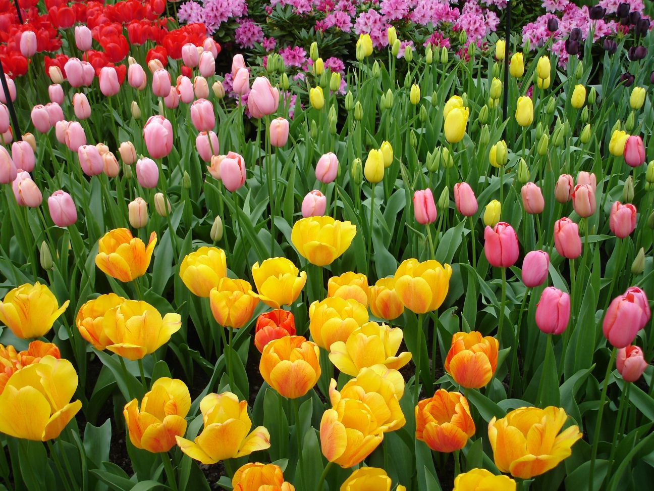 Tulips | Pics4Learning