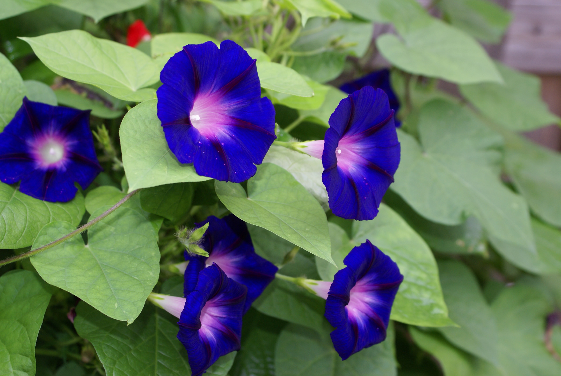 Morning Glories Pics4Learning