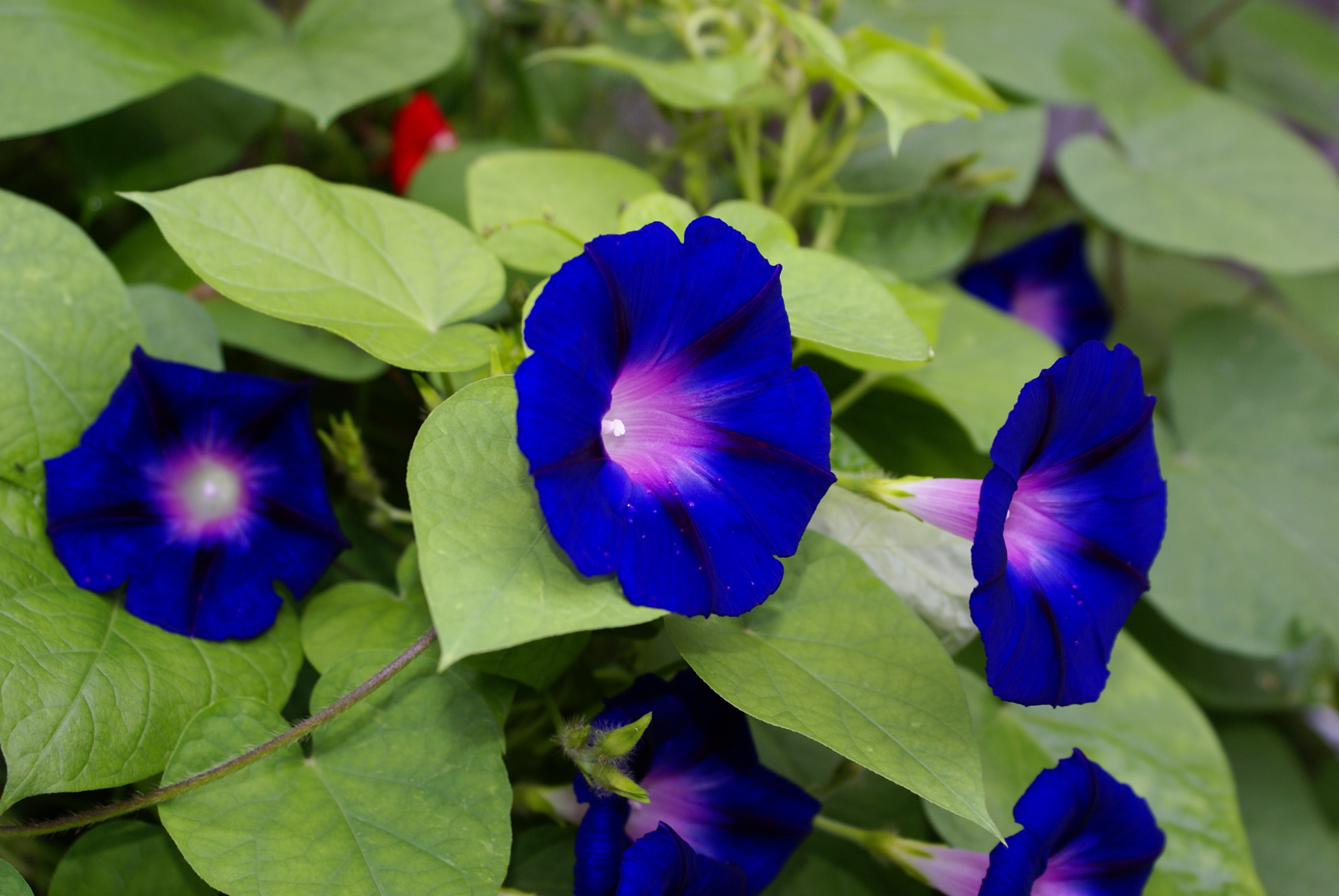 Morning Glories | Pics4Learning