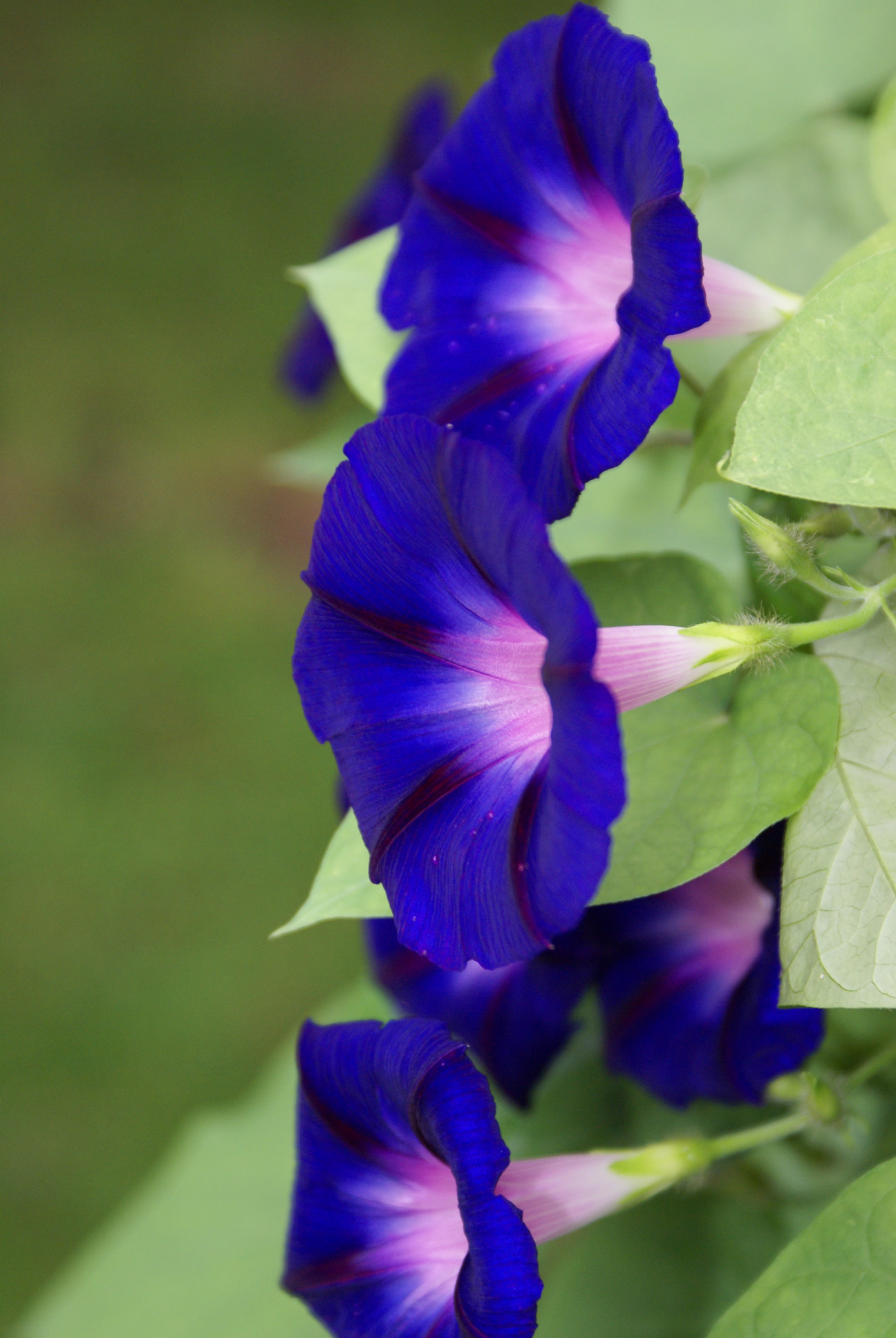 morning-glories-pics4learning