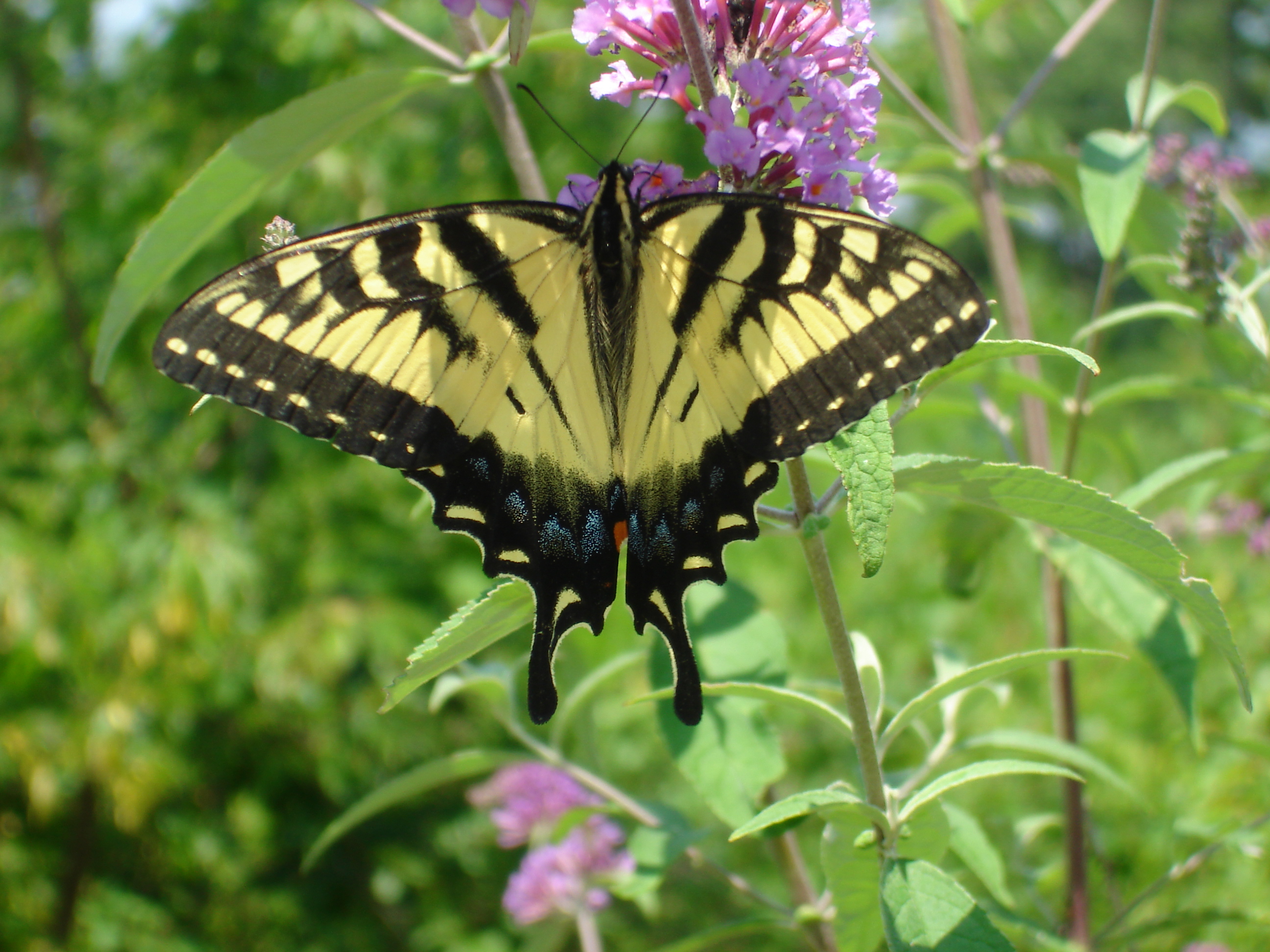 swallowtail | Pics4Learning