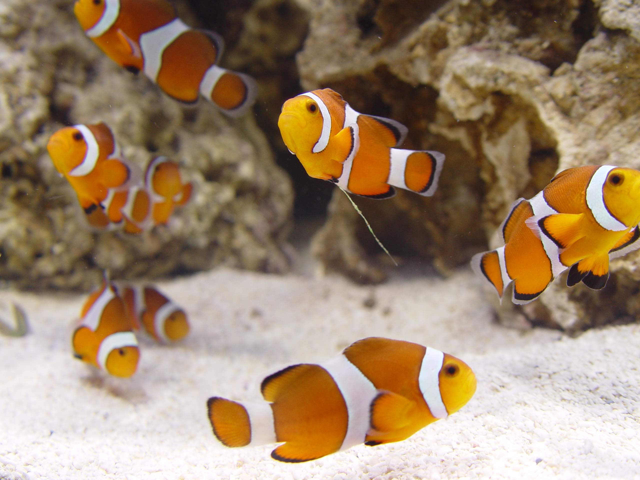 clown fish figurine