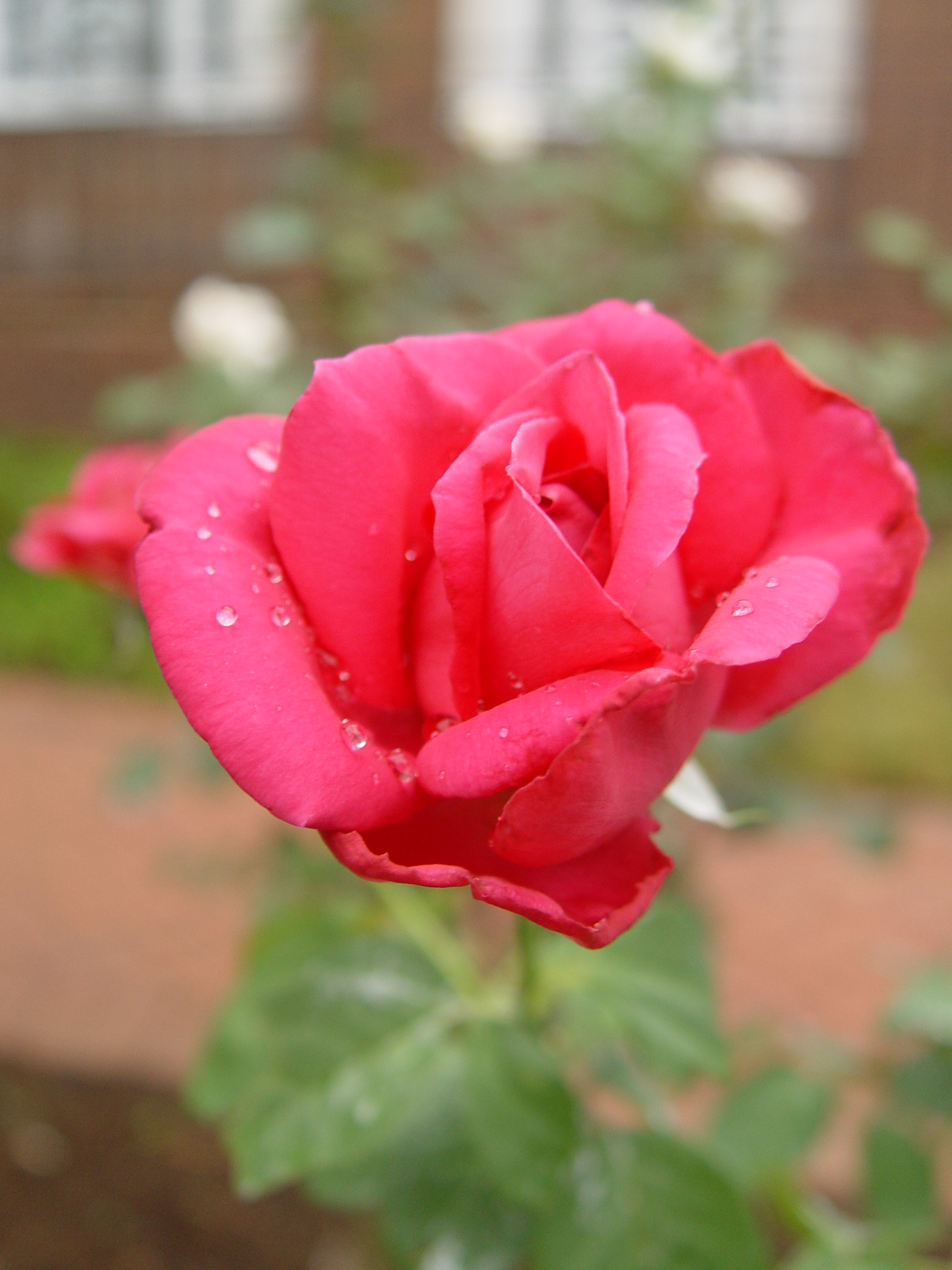 dew on the red rose | Pics4Learning