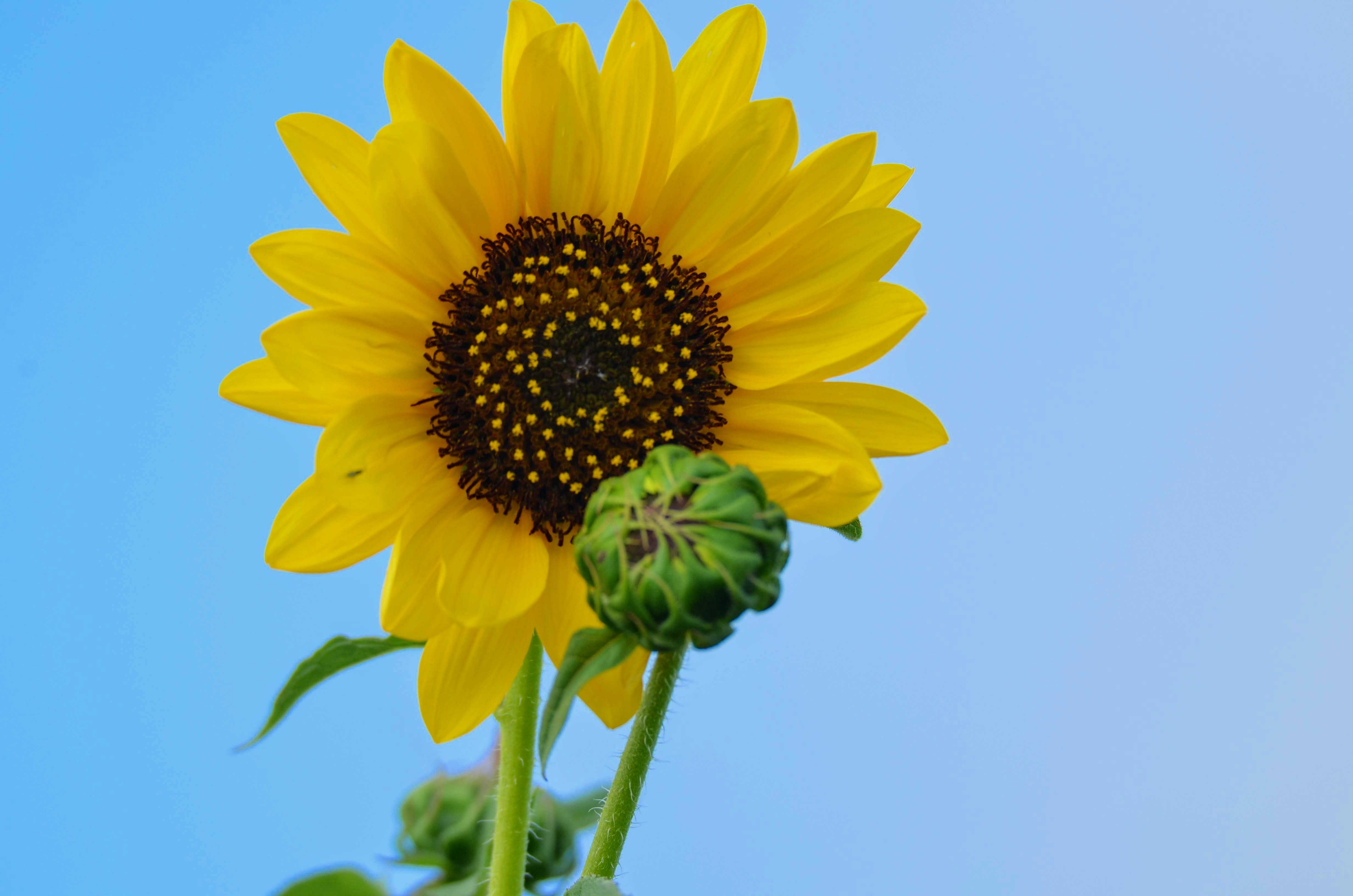 A sunflower plant bloom. Pics4Learning
