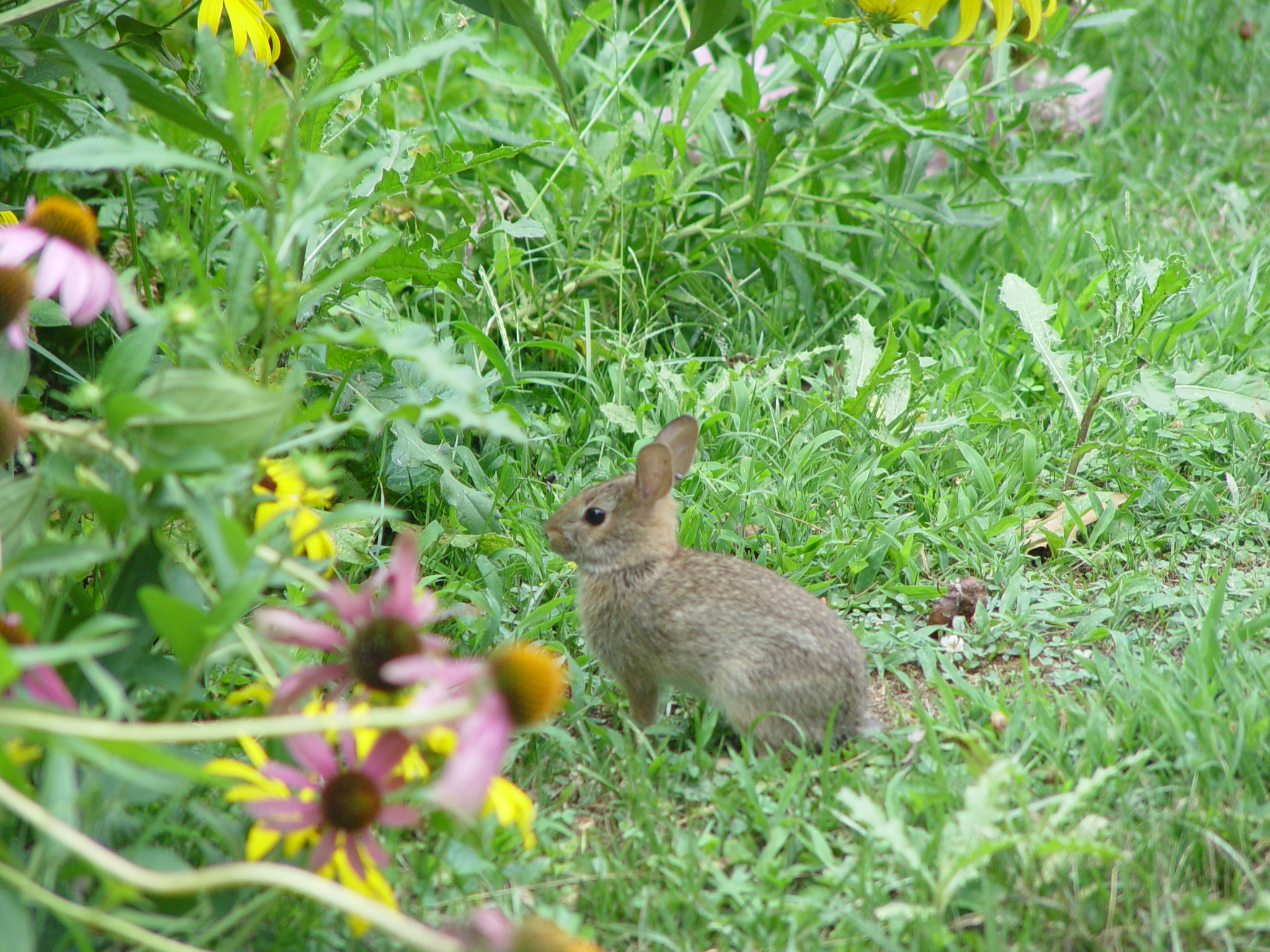 rabbit in the garden | Pics4Learning