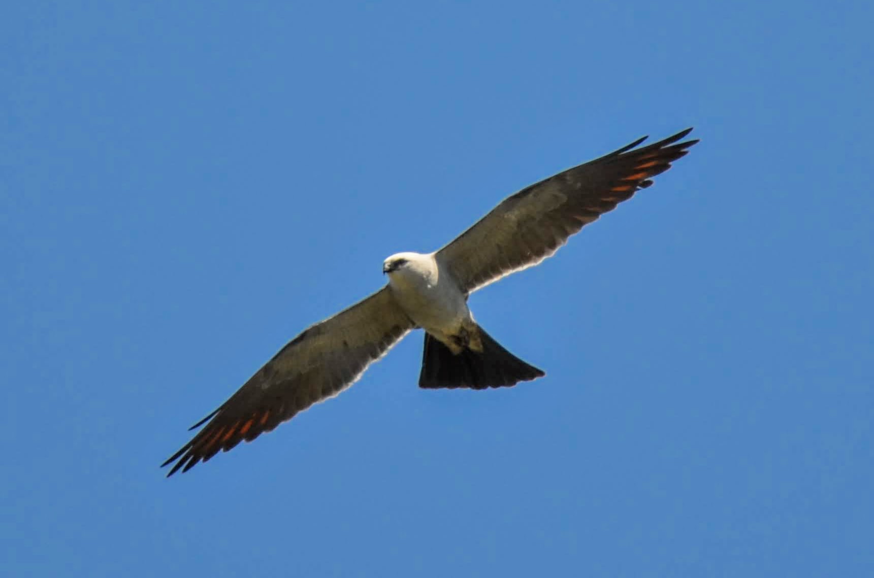 mississippi kite bird in flight