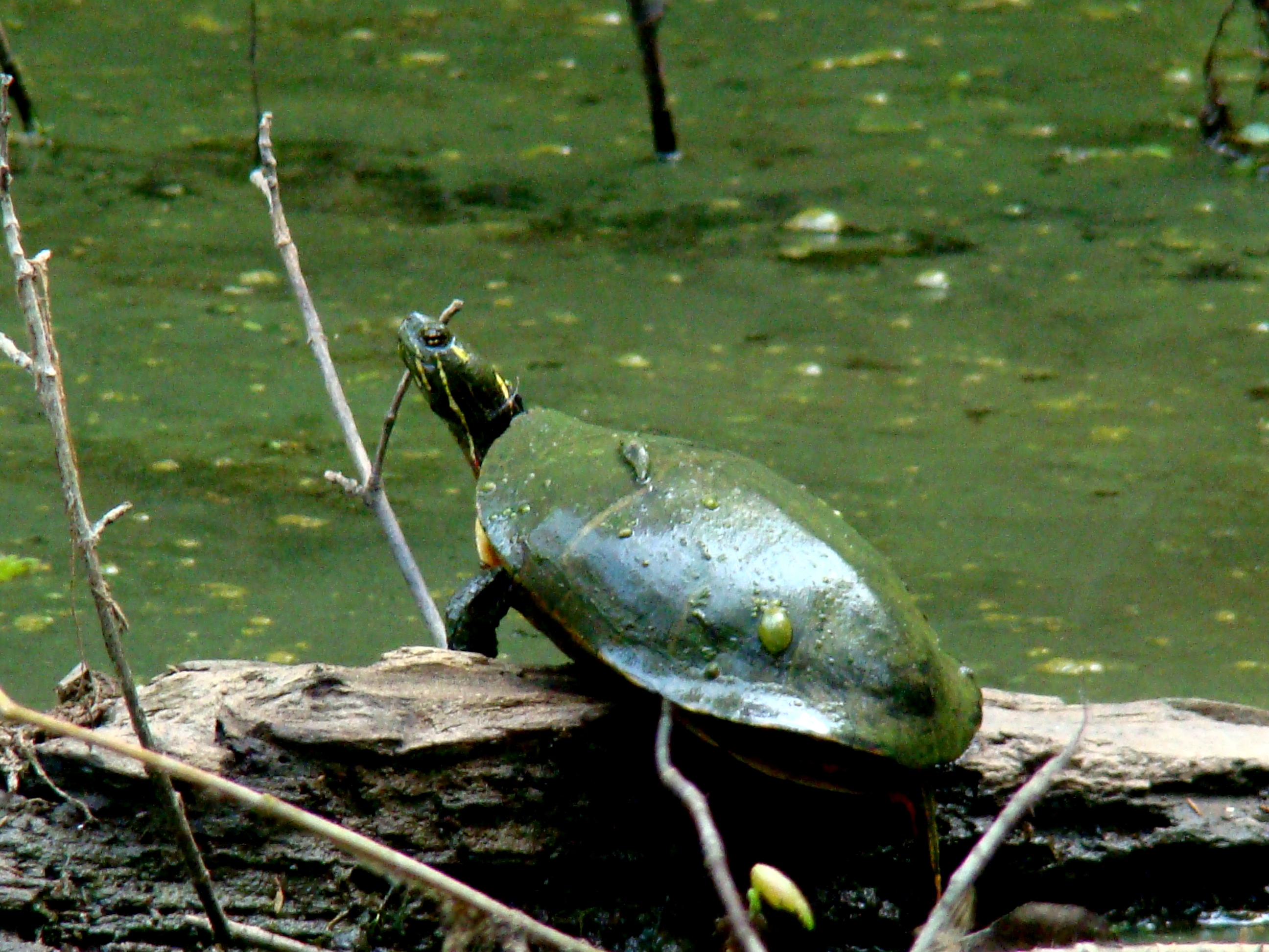 Turtle Sunning On A Log 