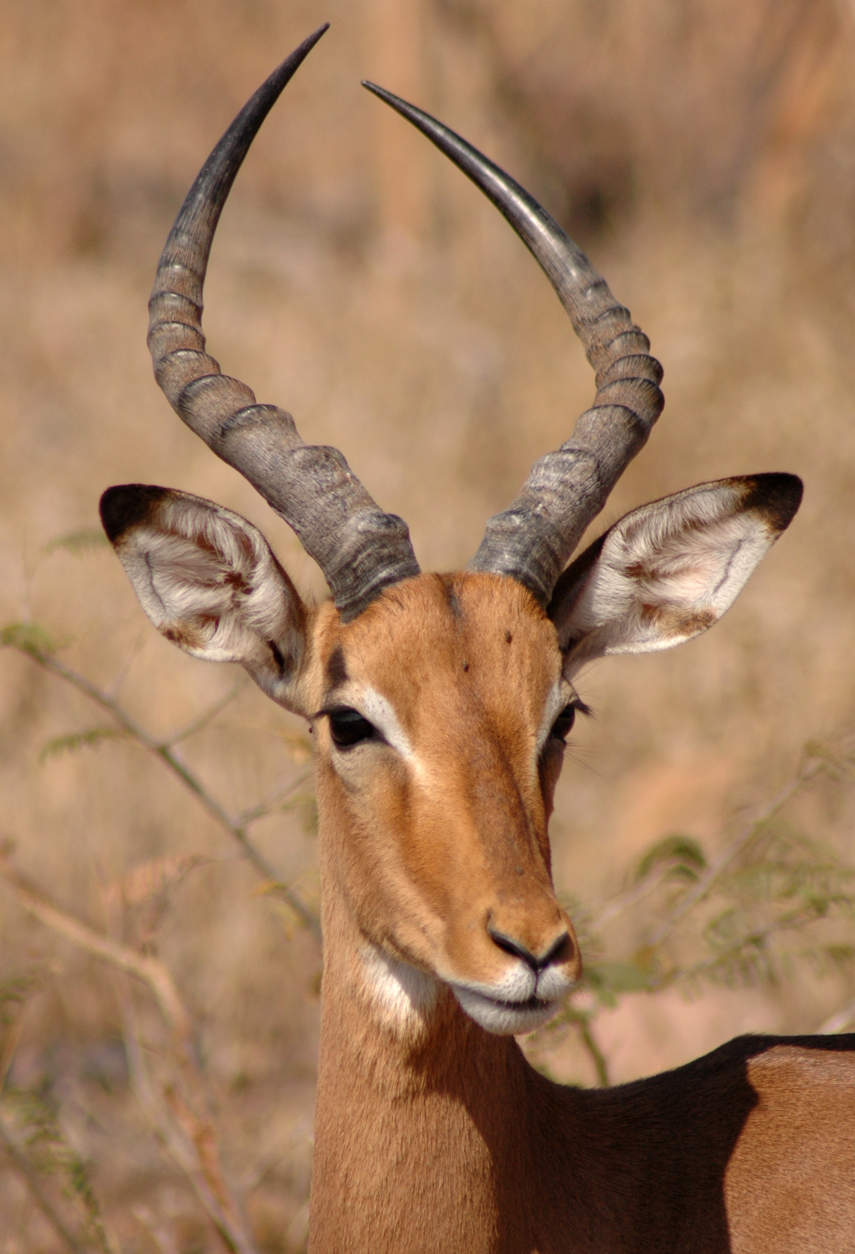 Impala Ram | Pics4Learning