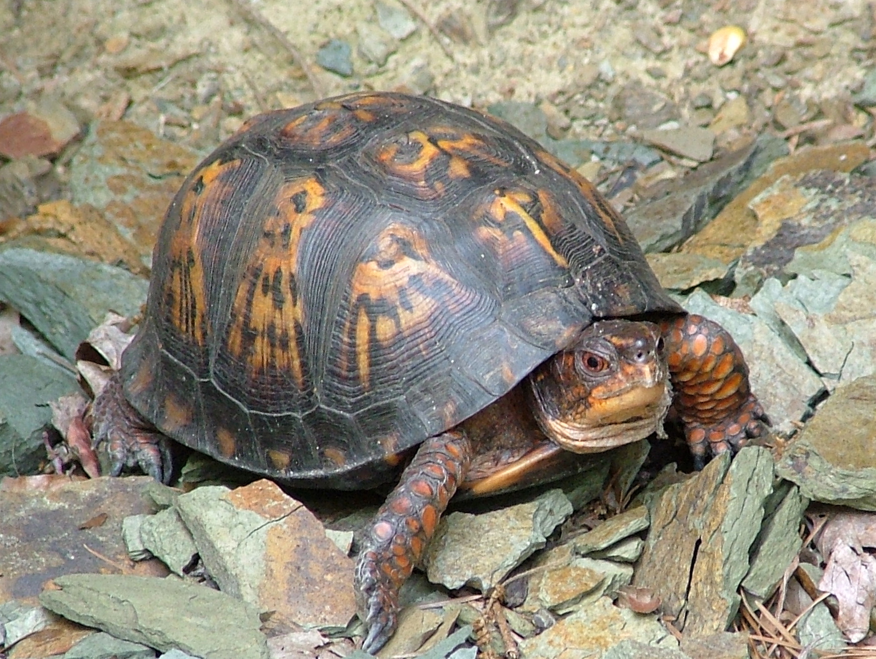 Box Turtle | Pics4Learning