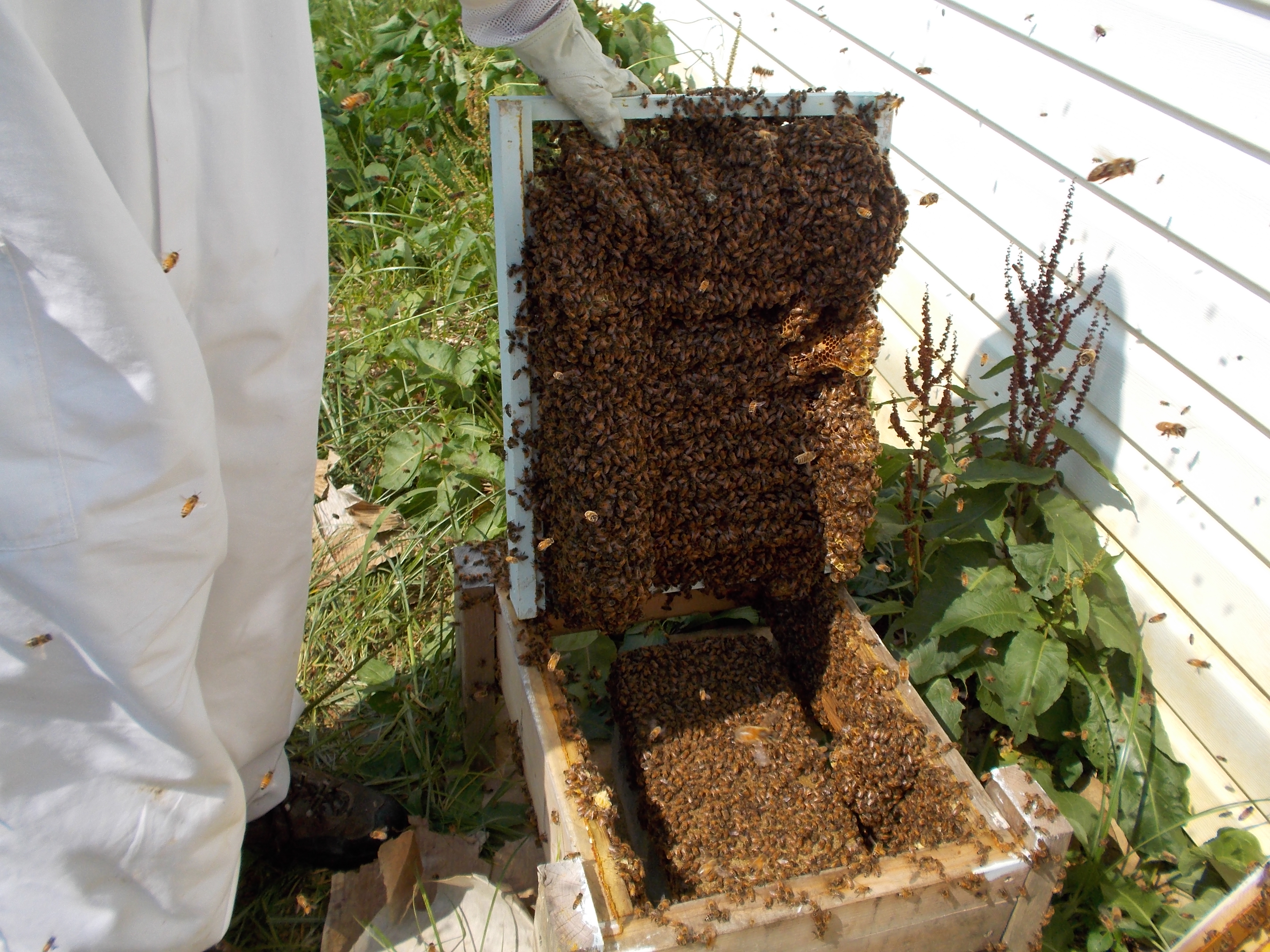 Open bee hive Pics4Learning