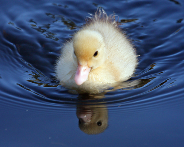 Duckling Reflection 