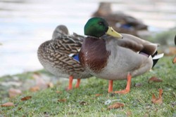 Free Photos for Education | Pics4Learning
