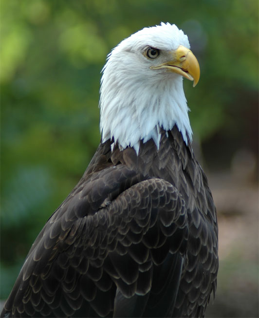 bald eagle | Pics4Learning