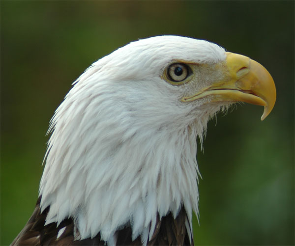 bald eagle bird | Pics4Learning