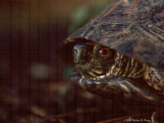 Eastern box turtle peeking from it's shell
