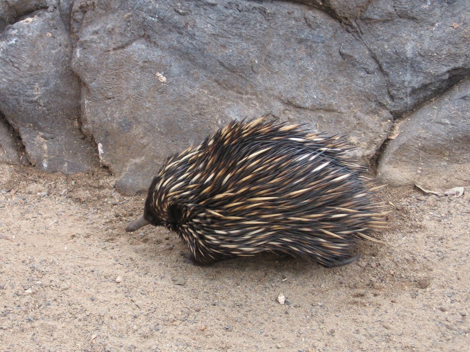Echidna | Pics4Learning