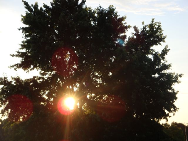 Tree blocking sun | Pics4Learning