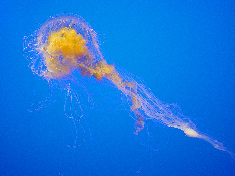 EGGYOLK JELLY Pics4Learning