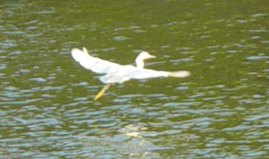 Snowy Egret in Flight | Pics4Learning