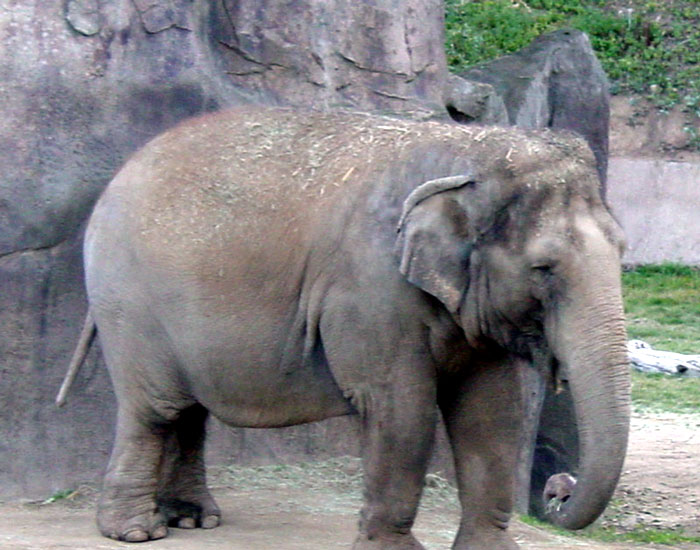 Female Asian Elephant | Pics4Learning