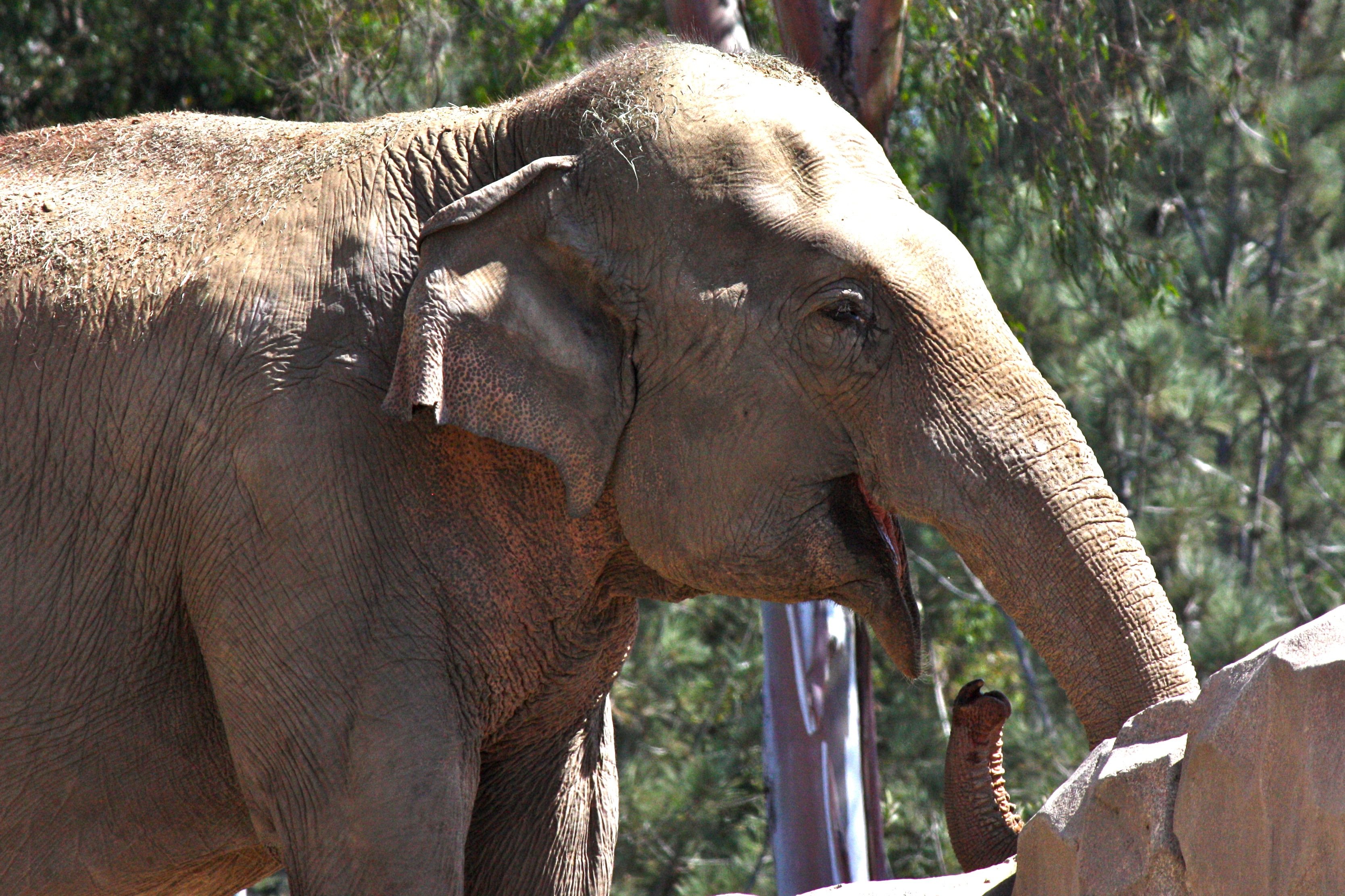 elephant eating Pics4Learning
