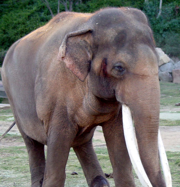 Male Asian Elephant | Pics4Learning