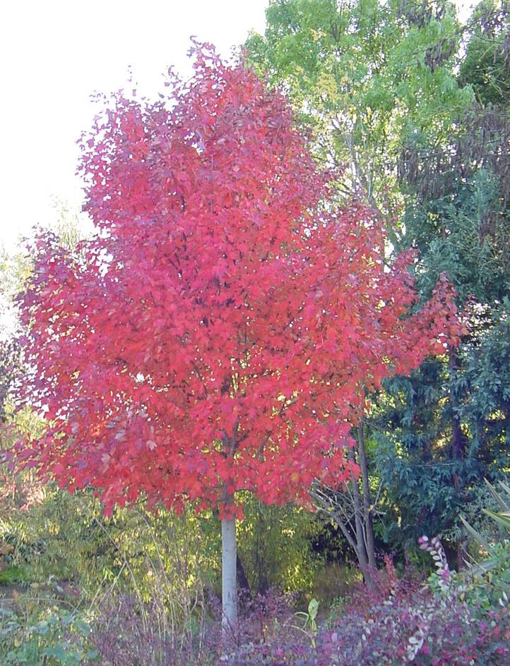 Sugar Maple Tree | Pics4Learning