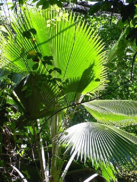 Fan Palm | Pics4Learning